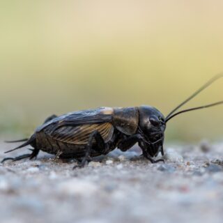 Field Cricket