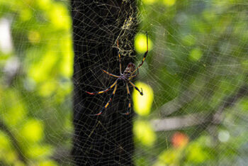 joro spider on web