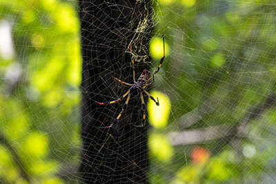 joro spider on web