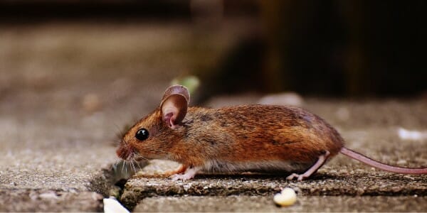Is It Possible To Keep Mice Away Naturally?