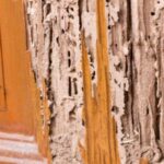 Termite damage to wooden door