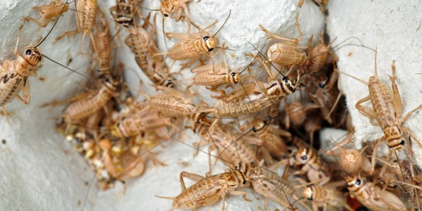 How to Get Rid of Crickets in the Basement  Suburban Exterminating - Pest  Control & Extermination