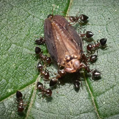 Acrobat Ants attacking bug on leag