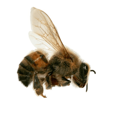 Africanized Honey Bee