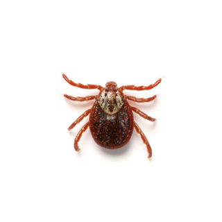 American Dog Tick