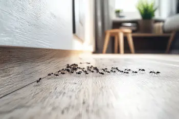 A group of ants scrawling on a kitchen floor