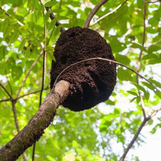 Arboreal Termite