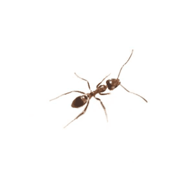 Argentine Ant