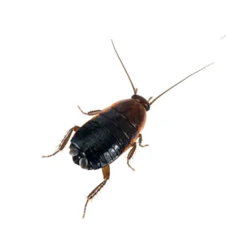 Asian Cockroach with a white background