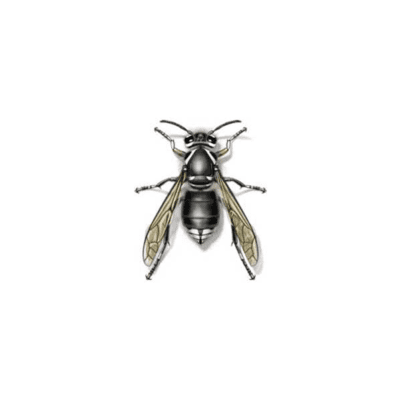 Bald-Faced Hornet