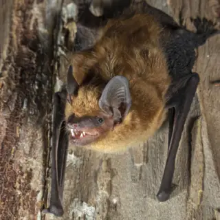 Big Brown Bat up close upside down