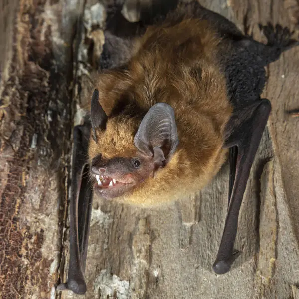 Big Brown Bat up close upside down