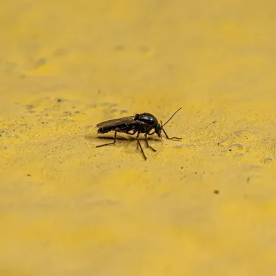 Biting Midge on a yellow surface