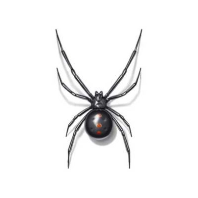 Black Widow Spider