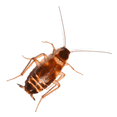 Brown-Banded Cockroach