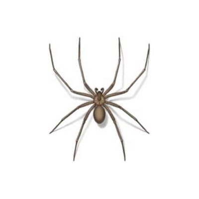 Brown Recluse Spider