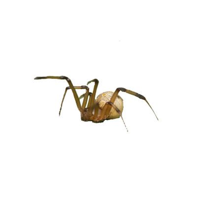 Brown Widow Spider