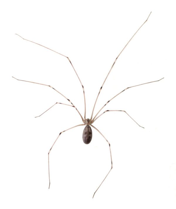 Cellar Spider