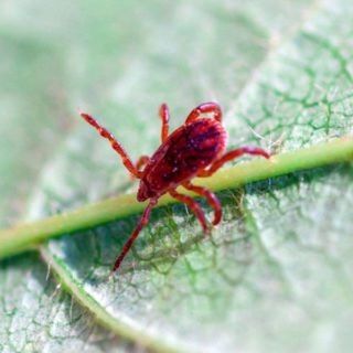 Chigger Mite