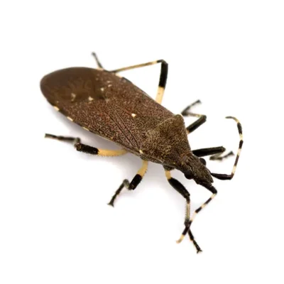 Chinch bug with a white background