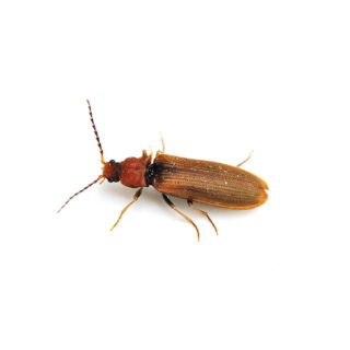 Click Beetle