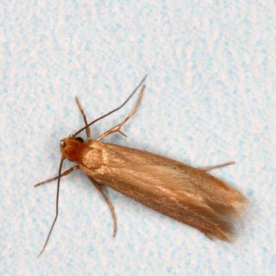 Clothes Moth Identification & Info | Suburban Exterminating - Pest ...