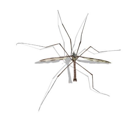 Crane Fly