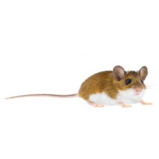 Deer Mouse