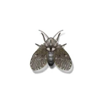 Drain Fly