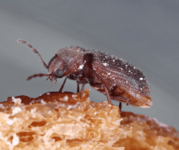 Drugstore Beetle