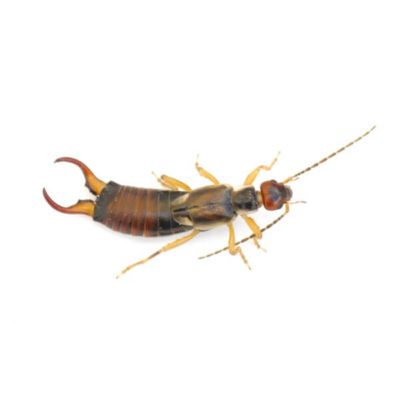 Earwig