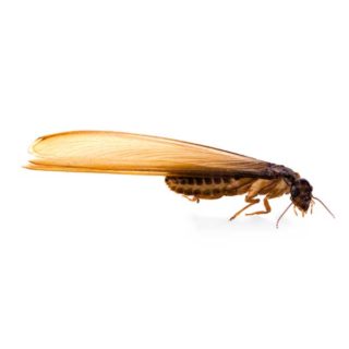 Eastern Subterranean Termite