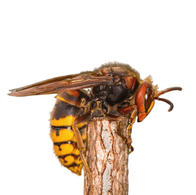 European Hornet