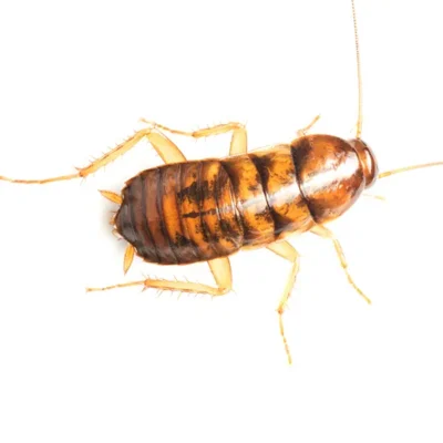 Field Cockroach on a white background