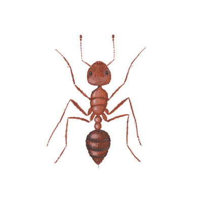 Fire Ant