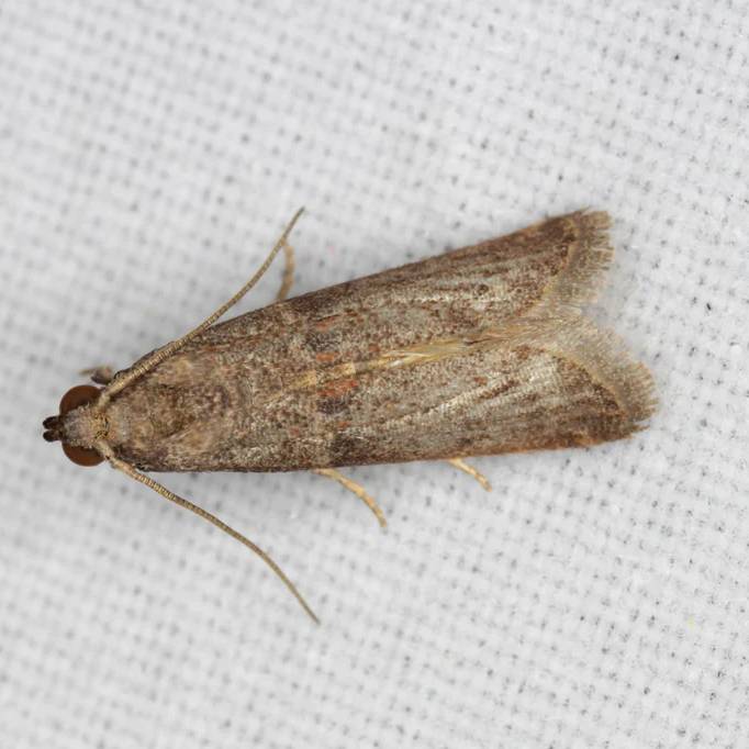 7 Effective Ways to Get Rid of Pantry Moths - A-Z Animals