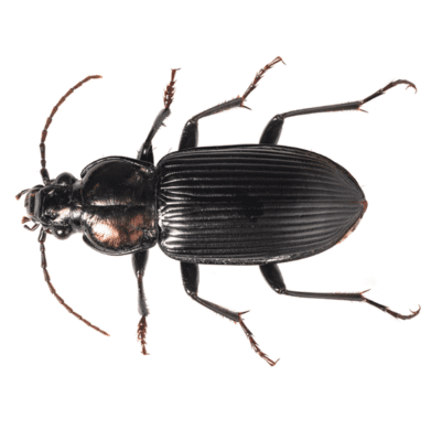 Ground Beetle Identification & Info | Suburban Exterminating - Pest ...