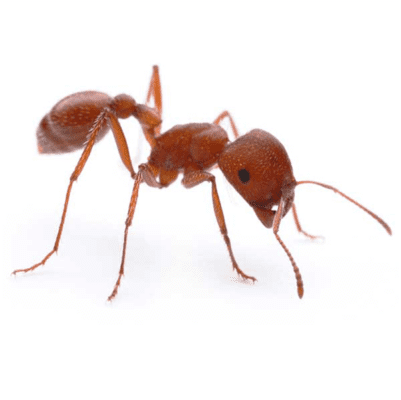 Harvester Ant