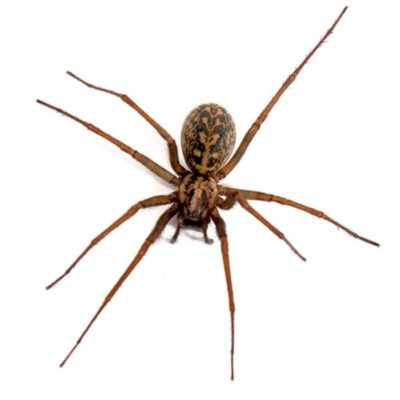 Hobo Spider