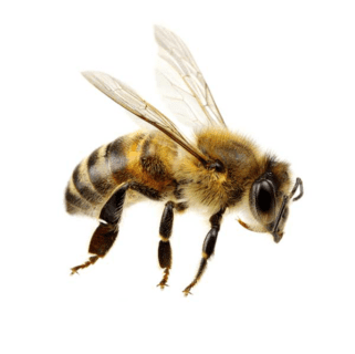 Honey Bee