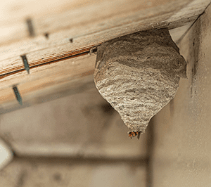 Bee, Wasp, & Hornet Nest Removal