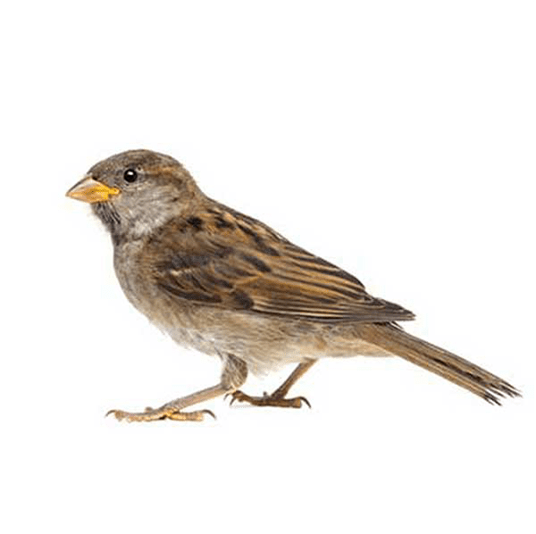 House Sparrow