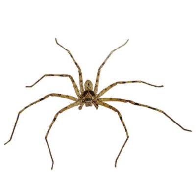 Huntsman Spider