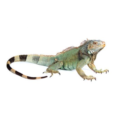 Iguana