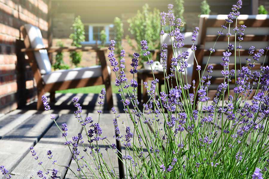 Lavender plant with porch seating