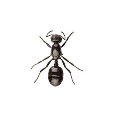 Little Black Ant