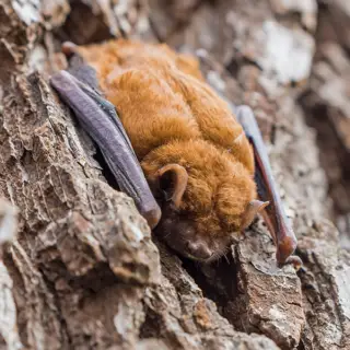 Little Brown Bat up close on tree