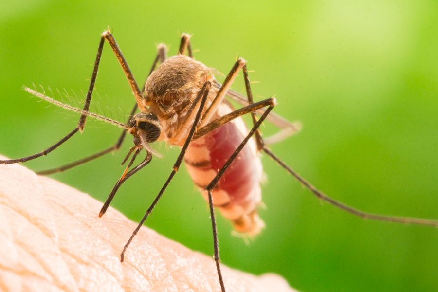 Mosquito sucking blood on human skin