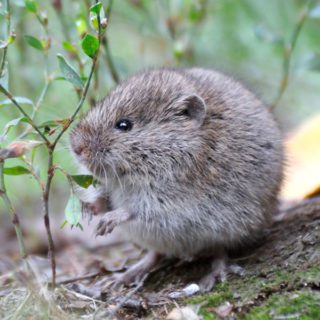 Meadow Vole