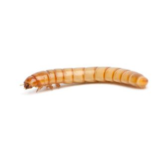 Mealworm